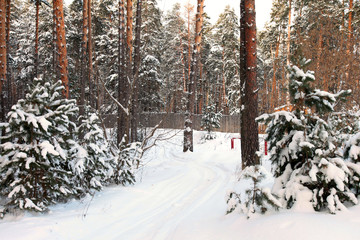 Winter Pine Forest