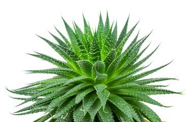Aloe plant on white background