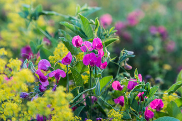 summer meadow - wildflower  Lathyrus tuberosus