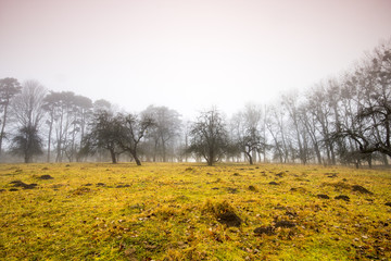 Obraz premium Trail through a mysterious dark old forest in fog. Autumn morning. Magical atmosphere. Fairytale 
