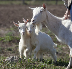 Obraz premium white goat