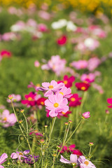 Obraz premium Cosmos flower in field
