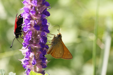Multicolored butterflies - good neighbors