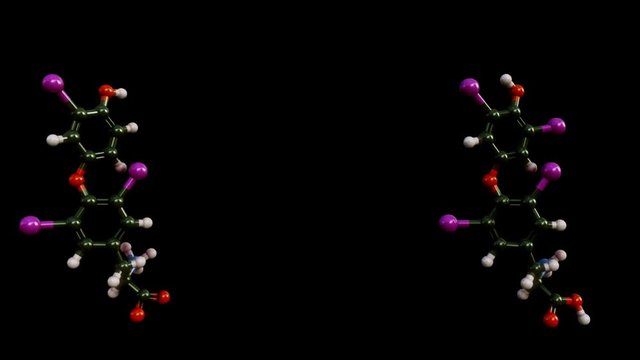 T3 and T4 Hormones