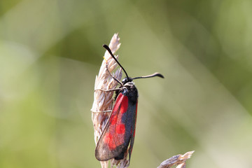 Bright red butterfly wings