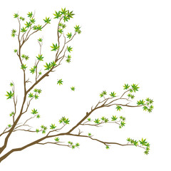 maple tree treetop icon 