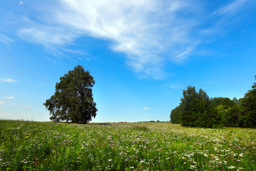 trees in the meadow