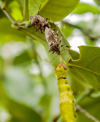 assassin bug is killing a butterfly
