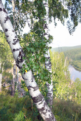 Fototapeta premium birch grove in the Urals