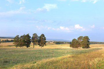 group of pine trees in a meadow at sunset