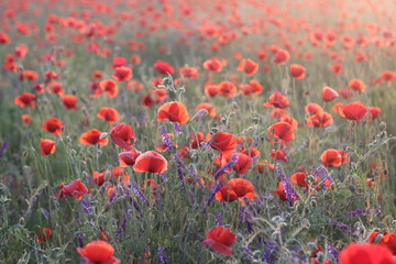 Obraz premium many poppies osveschennіh evening sun