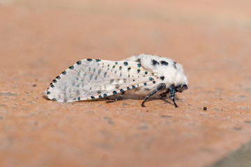 Leopard moth on tile. Zeuzera pyrna. Profile view.