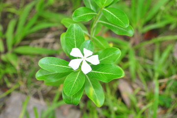 Periwinkle flower