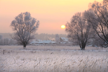 oak in hoarfrost