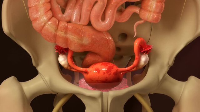 Endometrial tissue