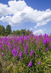 wildflowers