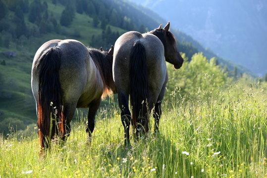Wiese mit Ausblick, 2 graue Norikerstuten im Abendlicht