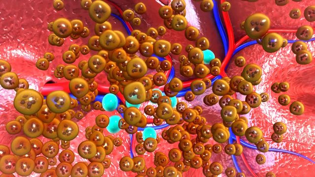 TB Bacteria