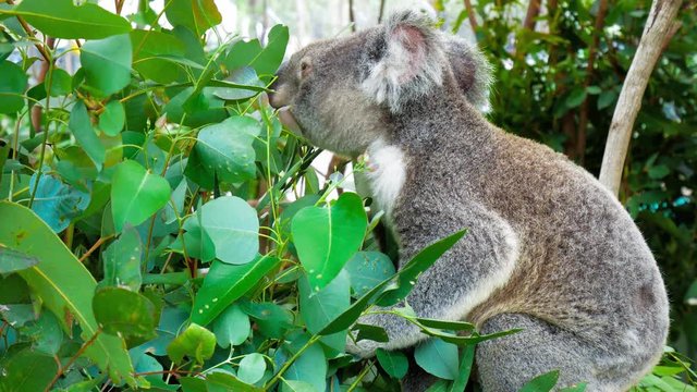 Cute koala bear eating green fresh eucalyptus leaves, Australia
