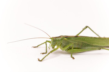 Closeup macro of green grasshopper over white background