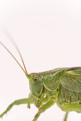 Green grasshopper head macro closeup