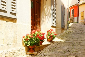 Fototapeta na wymiar Red flowers on the street in Motovun, Croatia