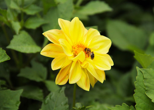 close photo of a bee feeding on the yellow bloom of Chrysanthemum