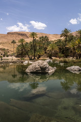 Fototapeta na wymiar oasis in the Oman heart 