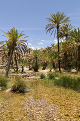 Obraz na płótnie Canvas oasis in the Oman heart 