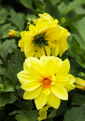 close photo some yellow blooms of Chrysanthemum