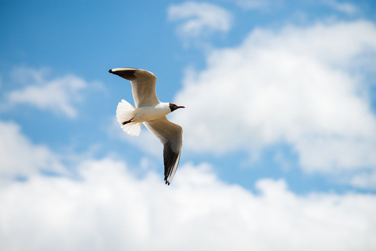 seagull flies against the blue sky. Horizontal orientation with