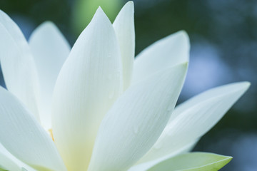 Fototapeta premium 蓮の花