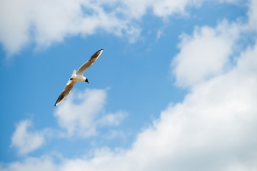 Fototapeta premium seagull flies against the blue sky. Horizontal orientation with