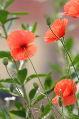 Poppies in Eger, Hungary