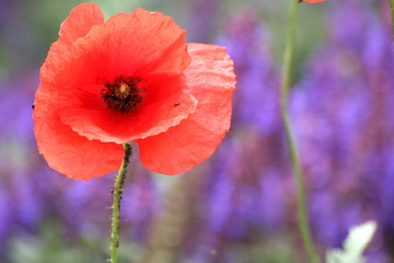 Poppies in Eger, Hungary