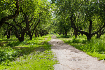 Fototapeta premium Apple trees alley with road