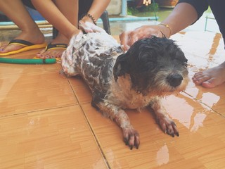 dog smiling when bathing