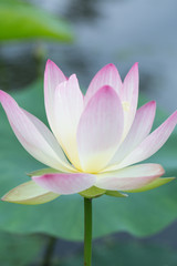 Obraz premium 蓮の花