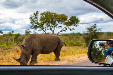 La femme photographie un rhinocéros depuis la vitre d& 39 une voiture