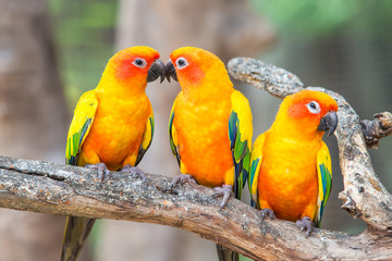 Lovely sun conure parrot birds on the perch.