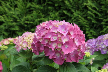 Blühende Hortensie