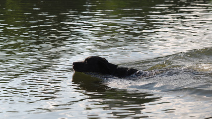 Obraz premium Dog swimming in the water