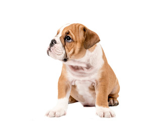 Obraz premium English bulldog puppy