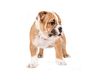 Obraz premium English bulldog puppy
