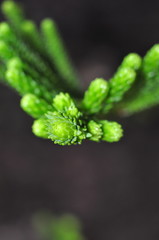 Fototapeta na wymiar Green pine buds