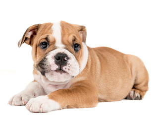 English bulldog puppy
