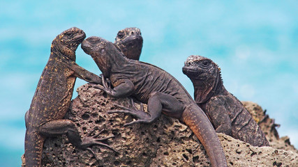 The wonderful Marine Iguanas on Galapagos Islands