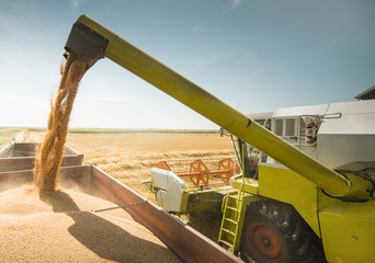 Pouring soy bean into tractor trailer