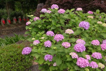 参道の側に咲いた紫陽花