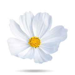 White cosmos flower Isolated.